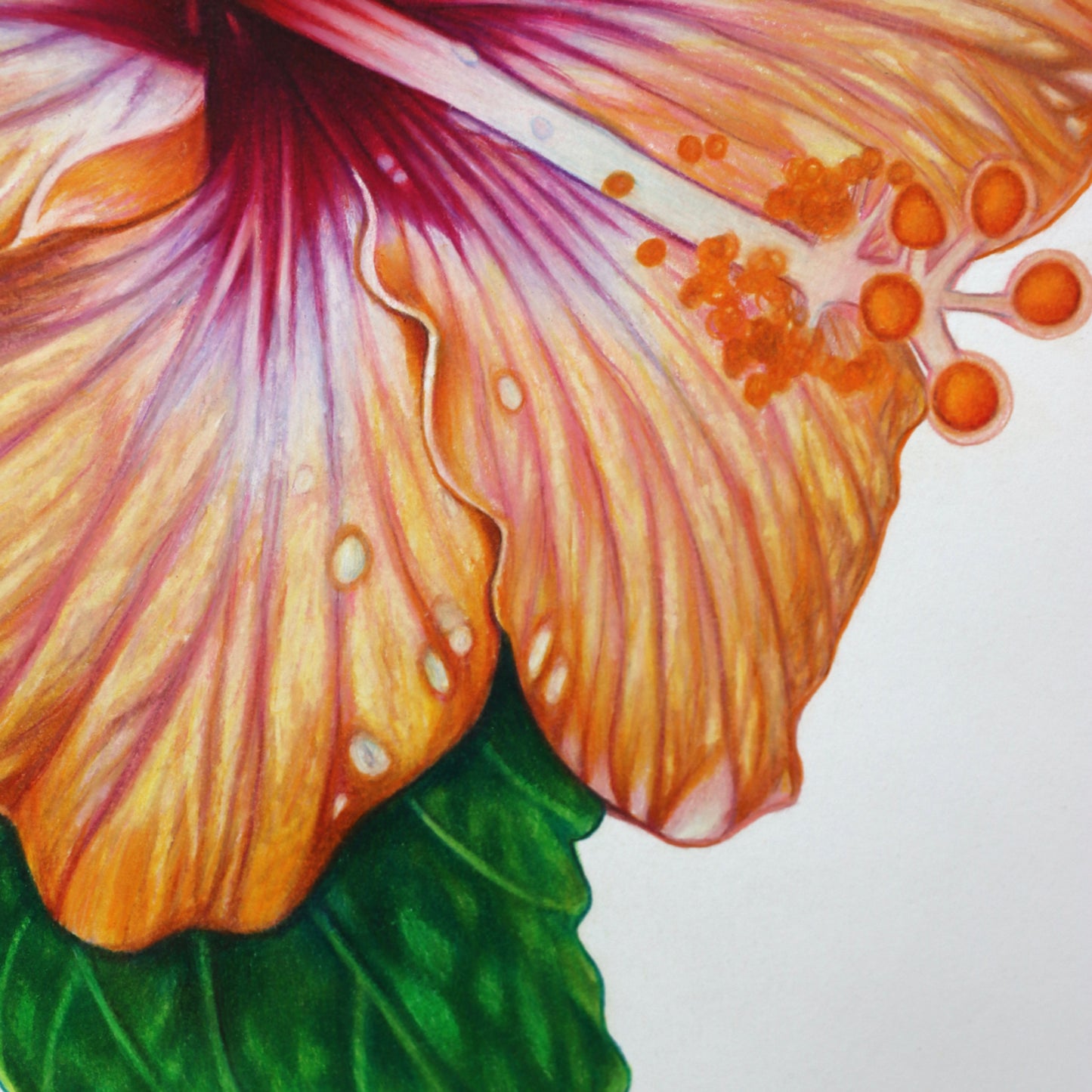 Mellow, Blooming