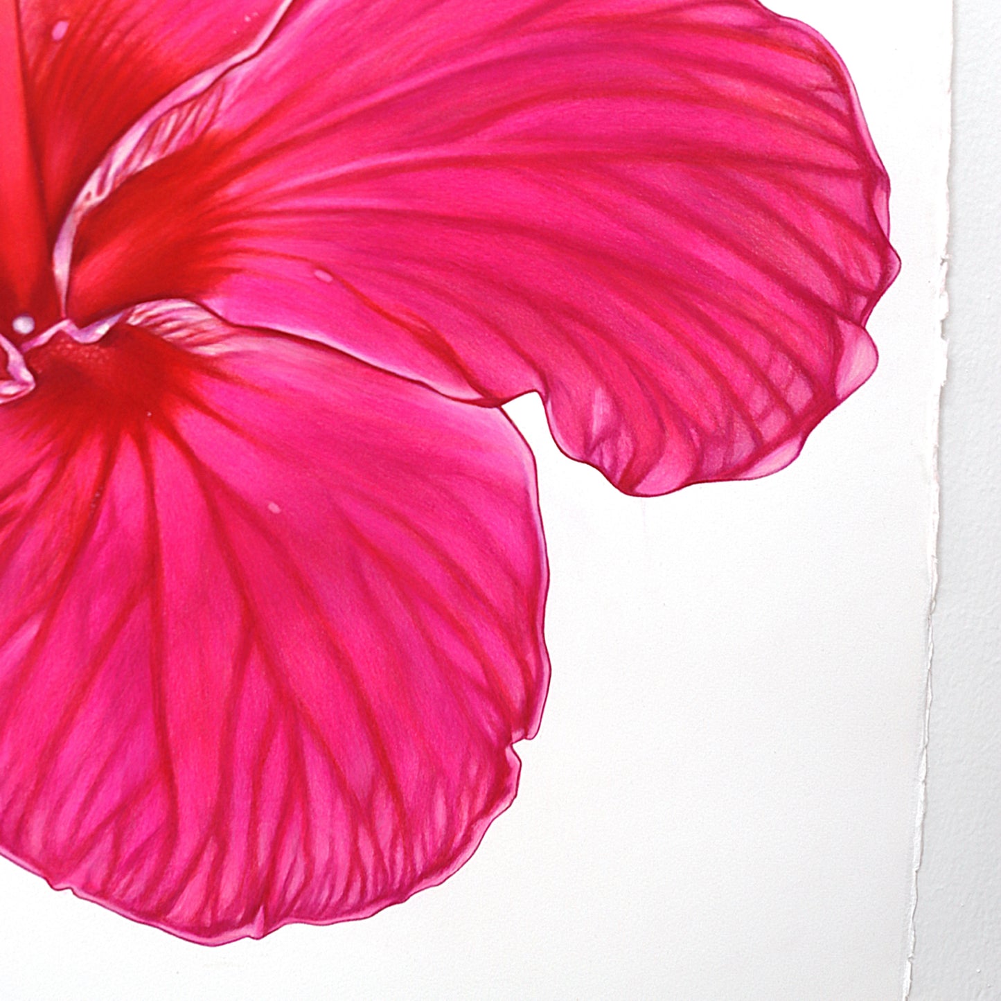 Bloom, Blooming