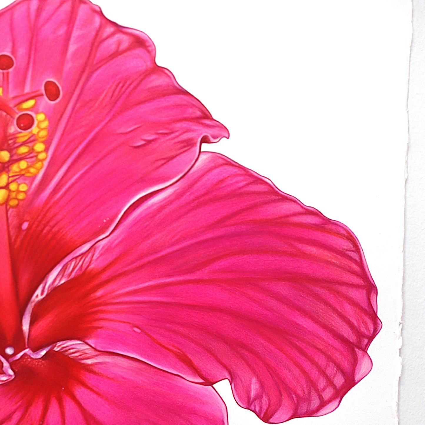 Bloom, Blooming