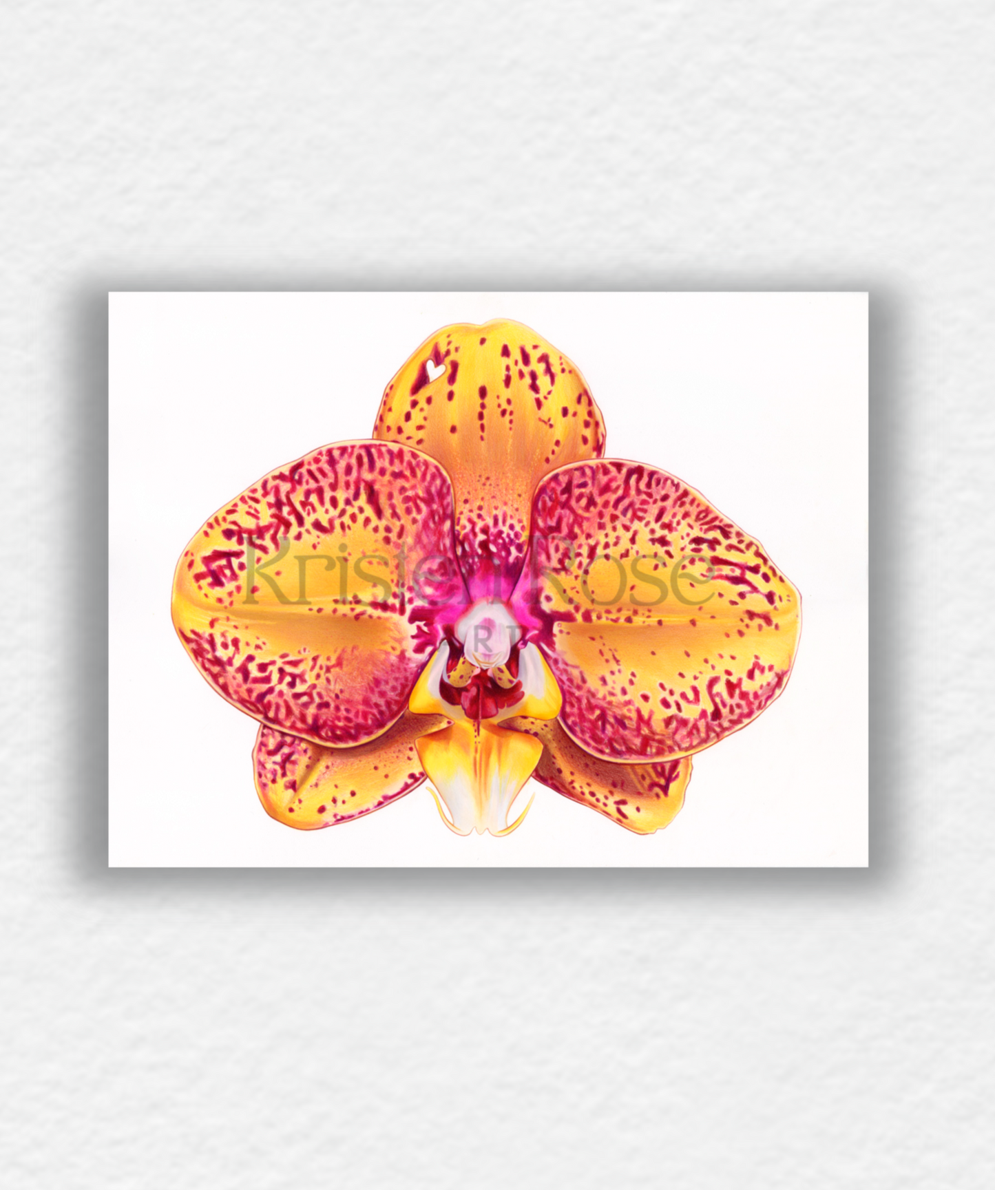 Sunlit Orchid, Blooming