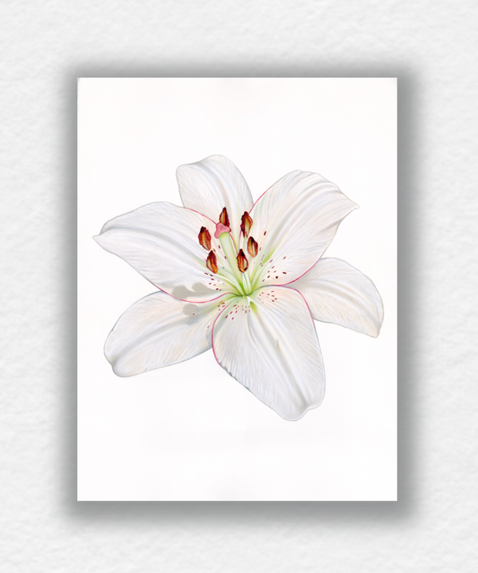 White Lily